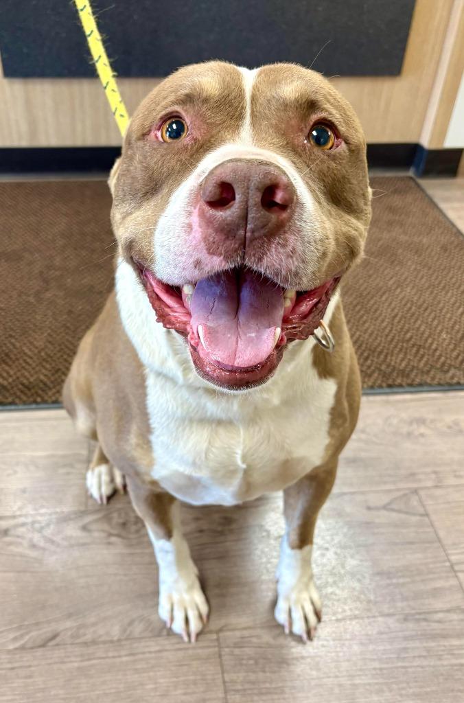 Hondo, Adoptable, Adult Male Pit Bull Terrier.