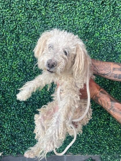 Enlarge Kleenex, a Adoptable mixed breed in El Paso, TX image 1/1