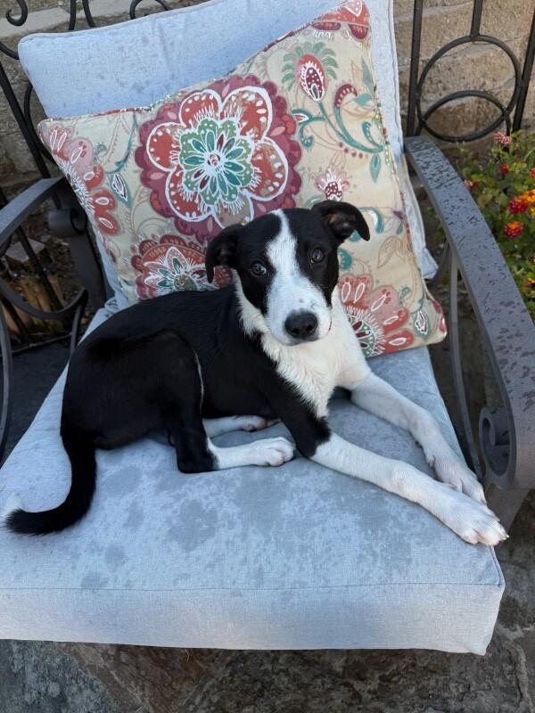 Rosa, Adoptable, Puppy Female Border Collie & Cattle Dog.