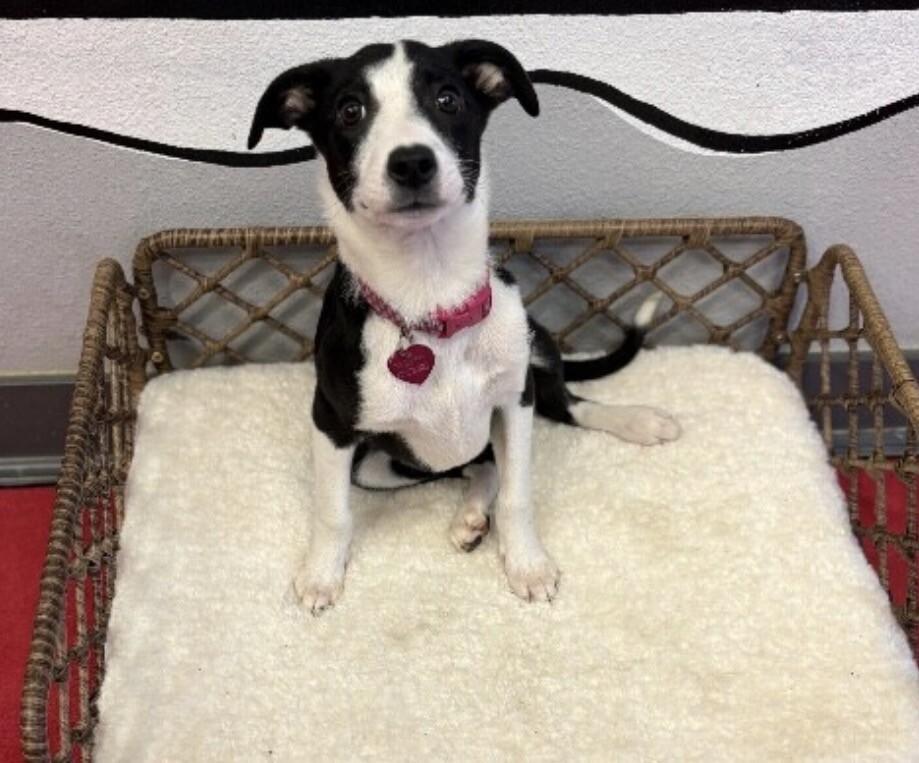 Rosa, a Adoptable mixed breed in Van Nuys, CA image 2/6