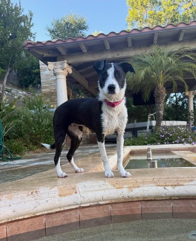 Rosa, a Adoptable mixed breed in Van Nuys, CA image 3/6