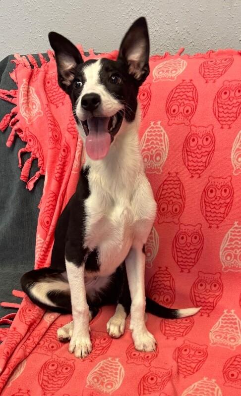 Rosa, a Adoptable mixed breed in Van Nuys, CA image 4/6