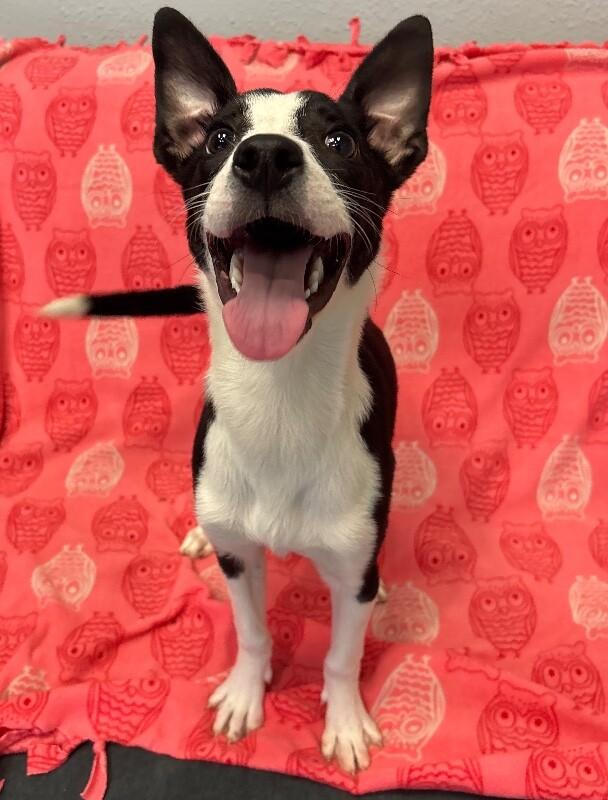 Rosa, a Adoptable mixed breed in Van Nuys, CA image 5/6