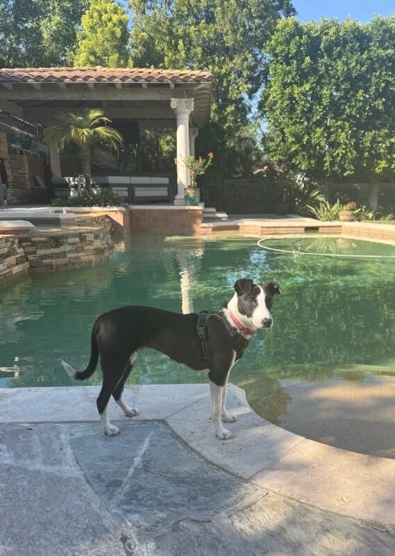 Rosa, a Adoptable mixed breed in Van Nuys, CA image 6/6