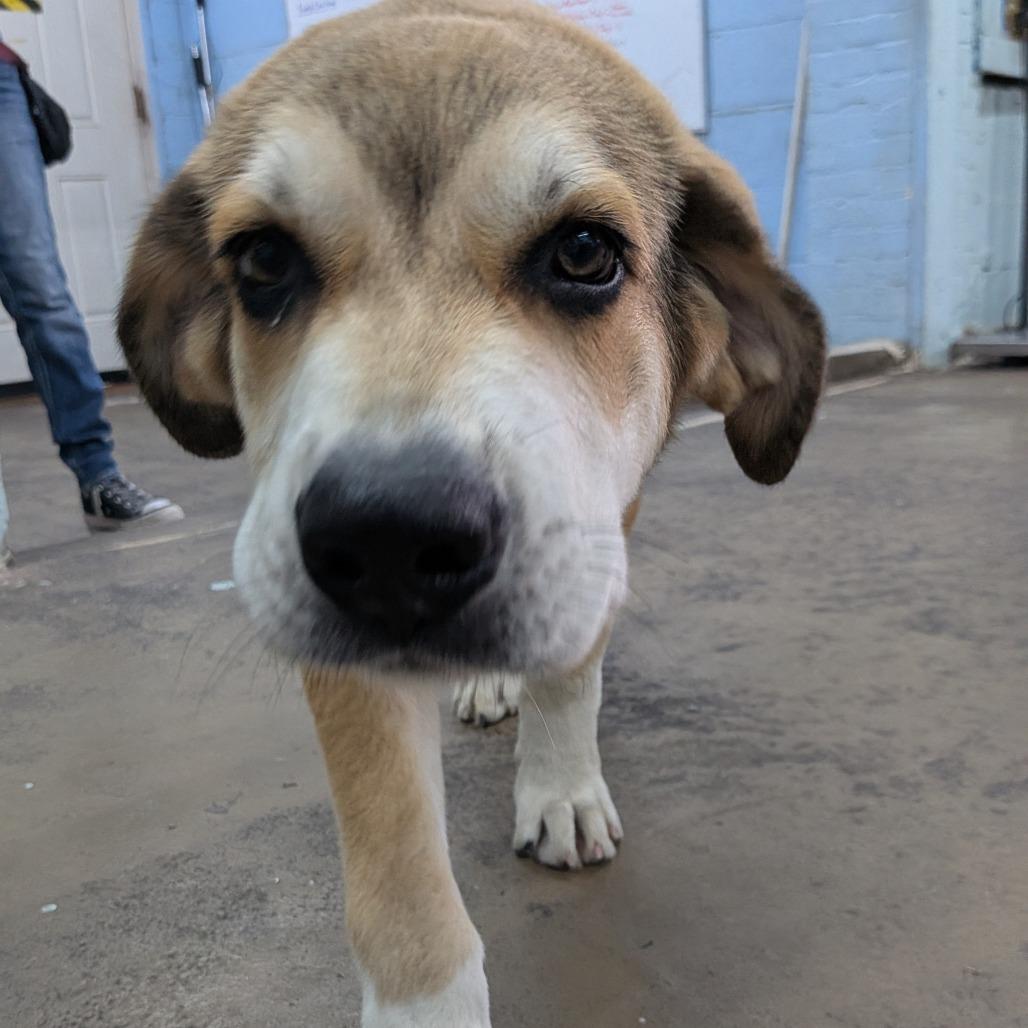 Nelson, Adoptable, Puppy Male Great Pyrenees & Mixed Breed.