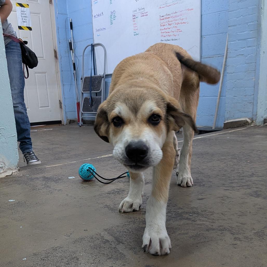 Enlarge Nelson, a Adoptable mixed breed in Tulsa, OK image 2/6