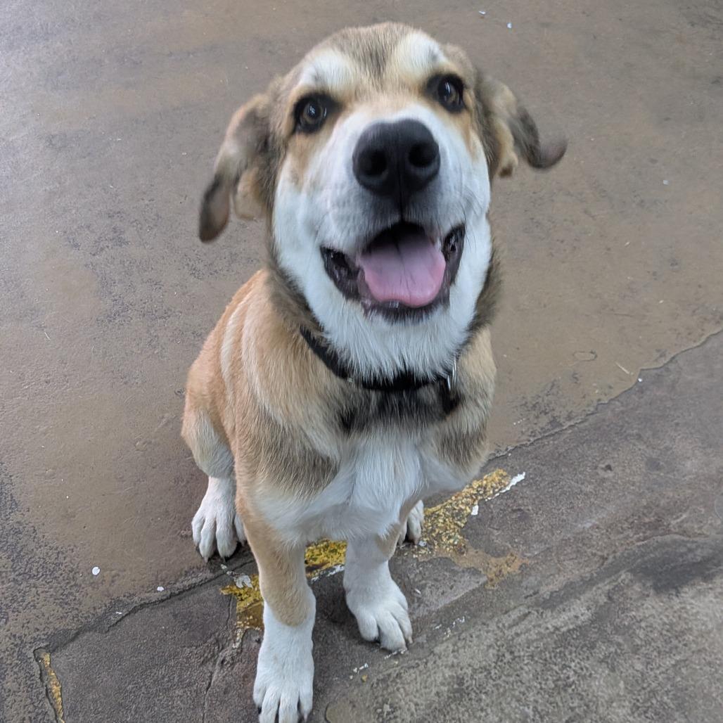 Enlarge Nelson, a Adoptable mixed breed in Tulsa, OK image 3/6