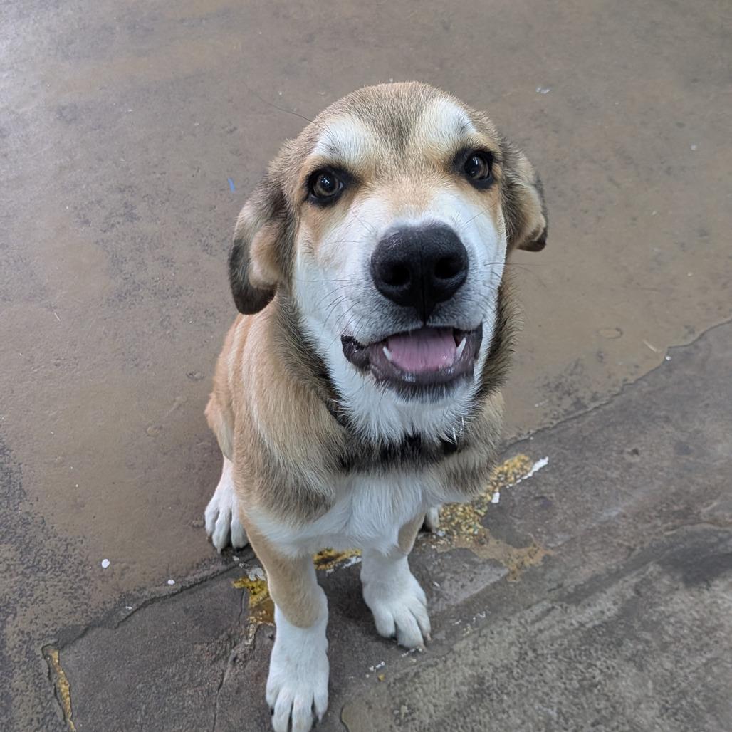 Enlarge Nelson, a Adoptable mixed breed in Tulsa, OK image 4/6