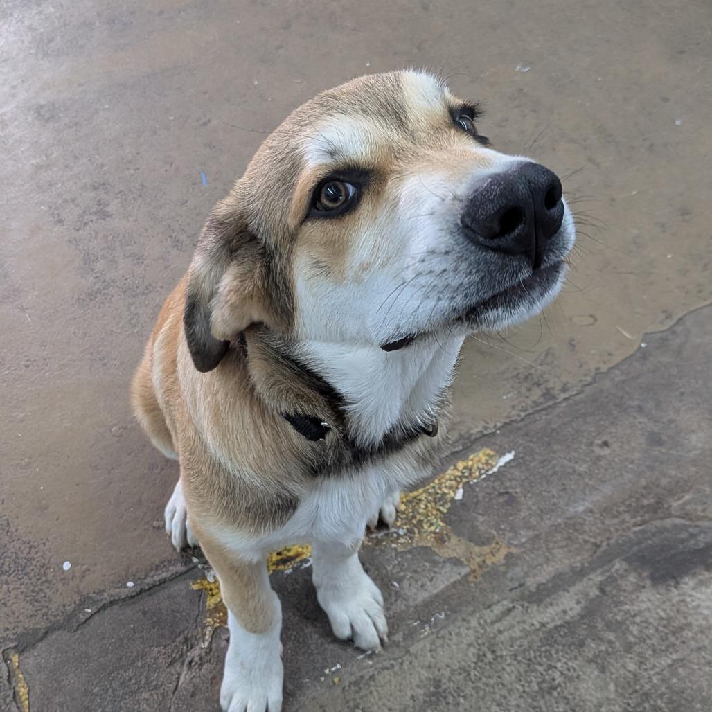 Enlarge Nelson, a Adoptable mixed breed in Tulsa, OK image 5/6