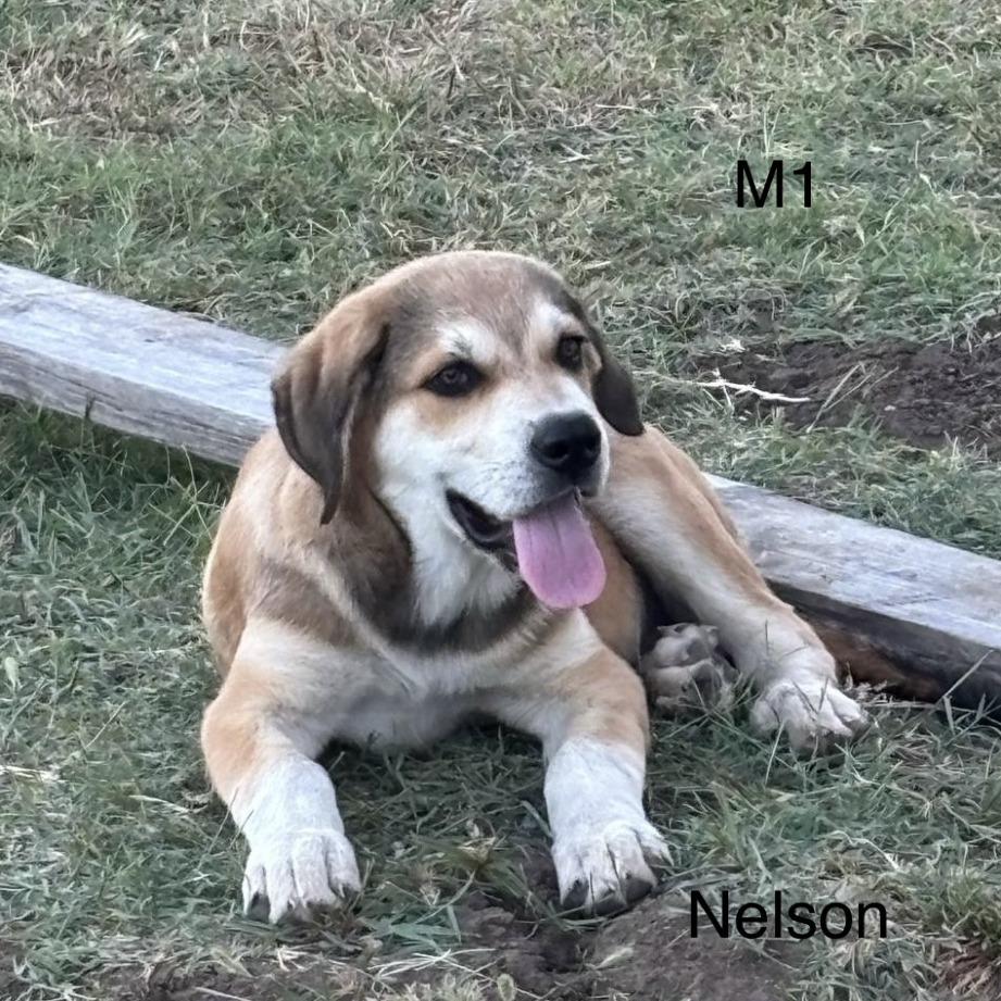 Enlarge Nelson, a Adoptable mixed breed in Tulsa, OK image 6/6