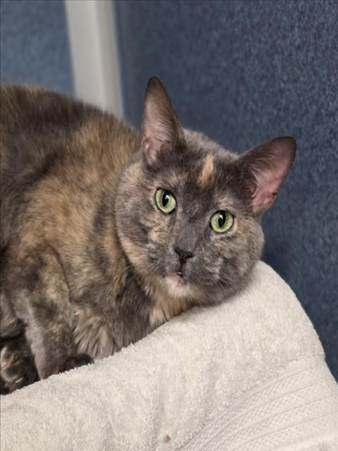 RIVER, Adoptable, Adult Female Domestic Short Hair.