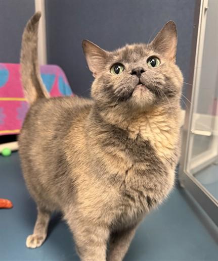 Enlarge RIVER, a Adoptable Domestic Short Hair in Loveland, CO image 1/1