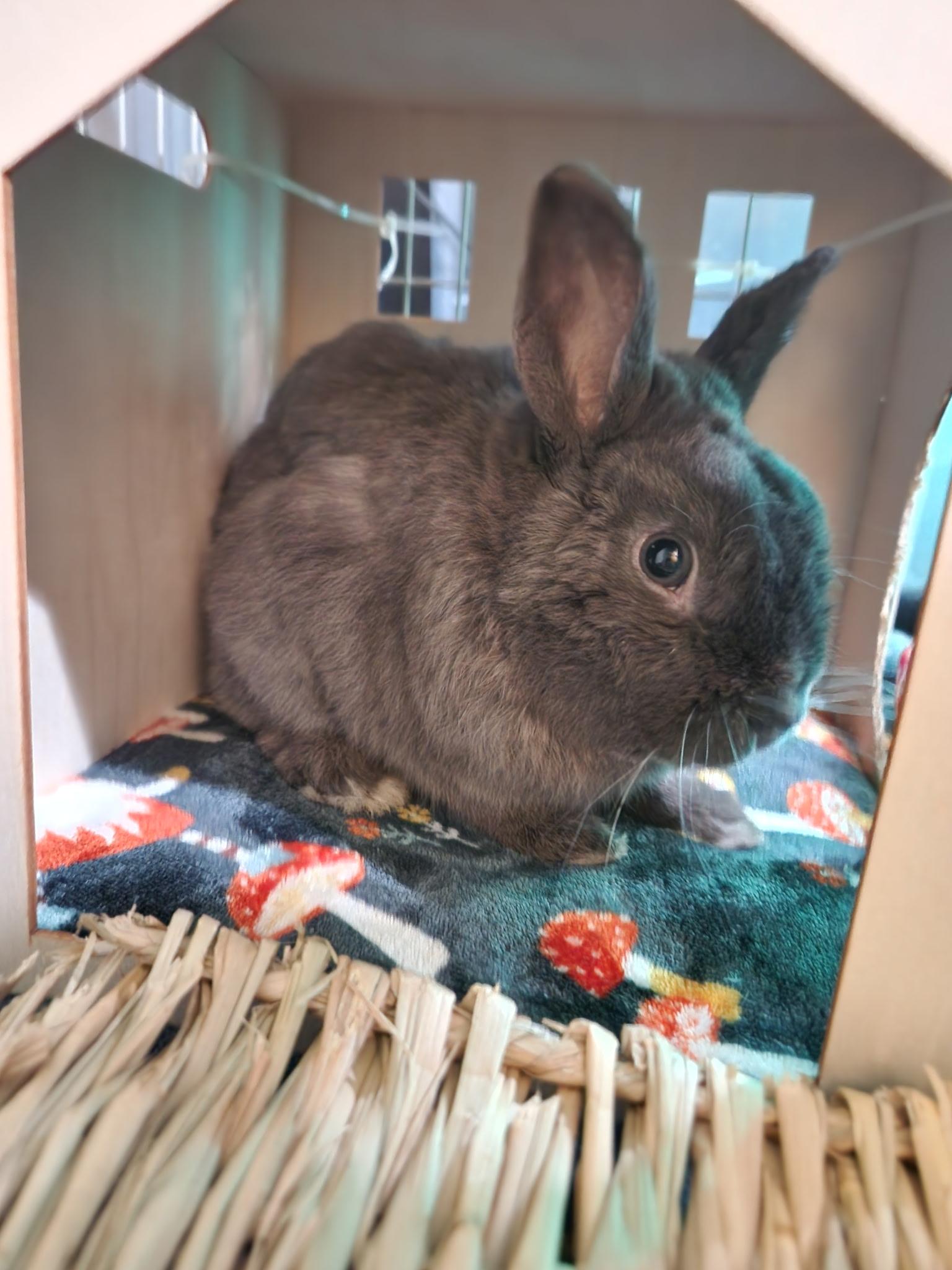 Enlarge FINNLEY, a Adopted Bunny Rabbit in Forest Hills, NY image 3/4
