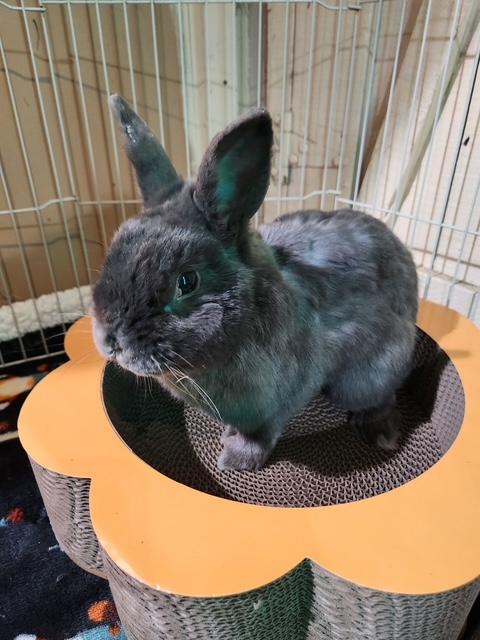 Enlarge FINNLEY, a Adopted Bunny Rabbit in Forest Hills, NY image 2/4