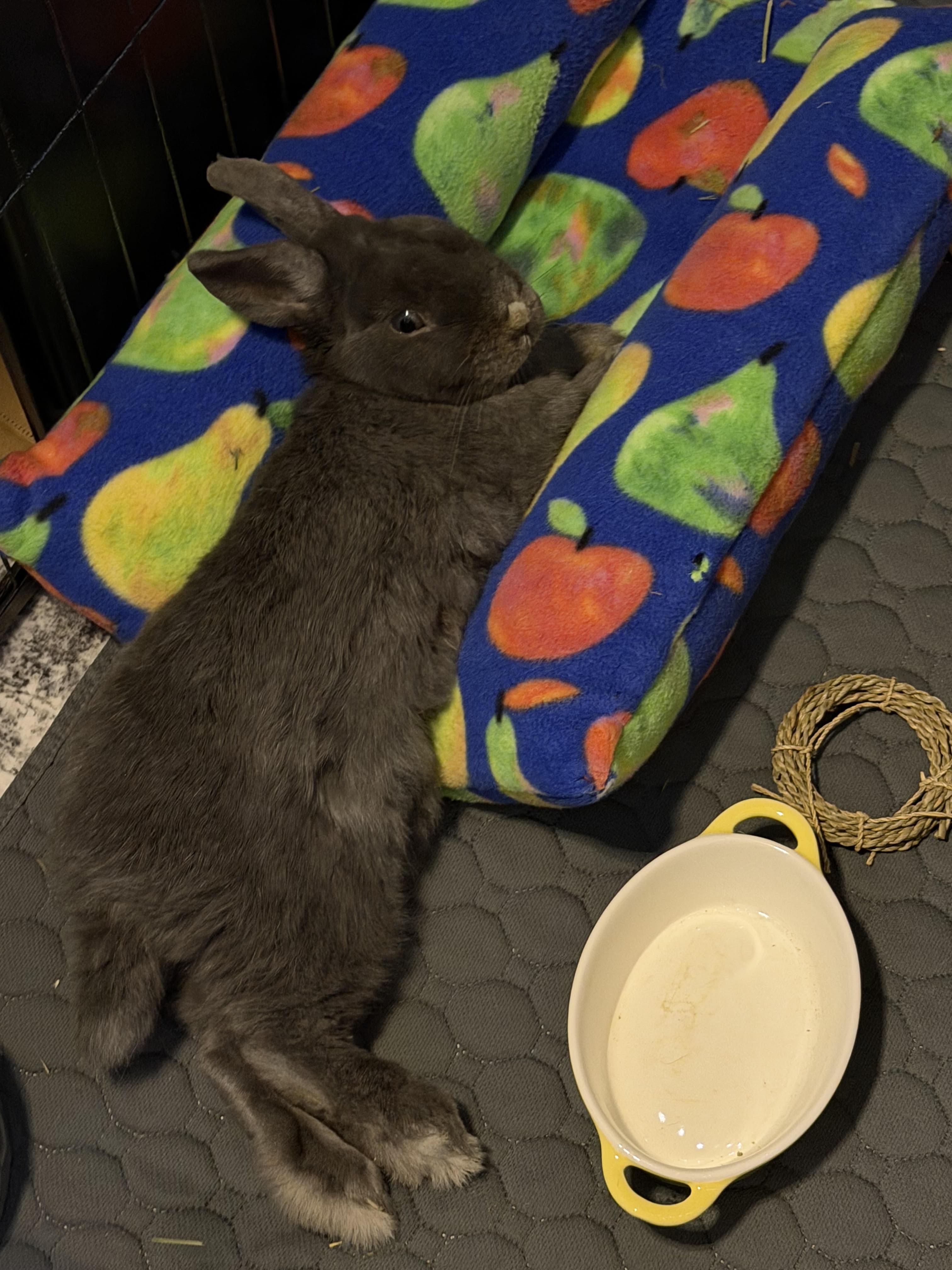 Enlarge FINNLEY, a Adopted Bunny Rabbit in Forest Hills, NY image 4/4