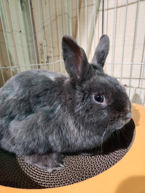 Enlarge FINNLEY, a Adopted Bunny Rabbit in Forest Hills, NY image 1/4
