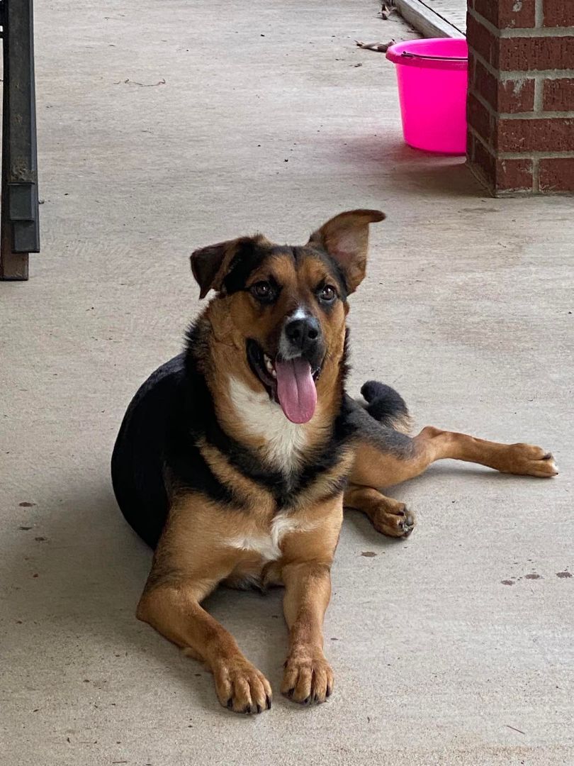 Darlin, Adopted, Young Female Australian Shepherd & German Shepherd Dog.