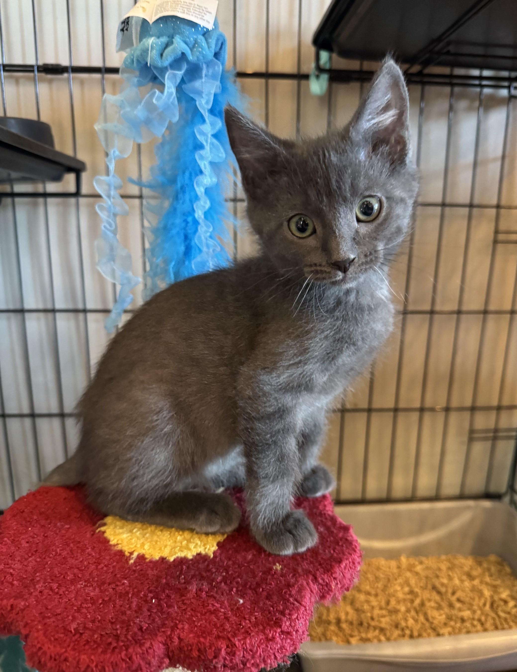Silverado, a ADOPTABLE mixed breed in Albuquerque, NM image 4/6