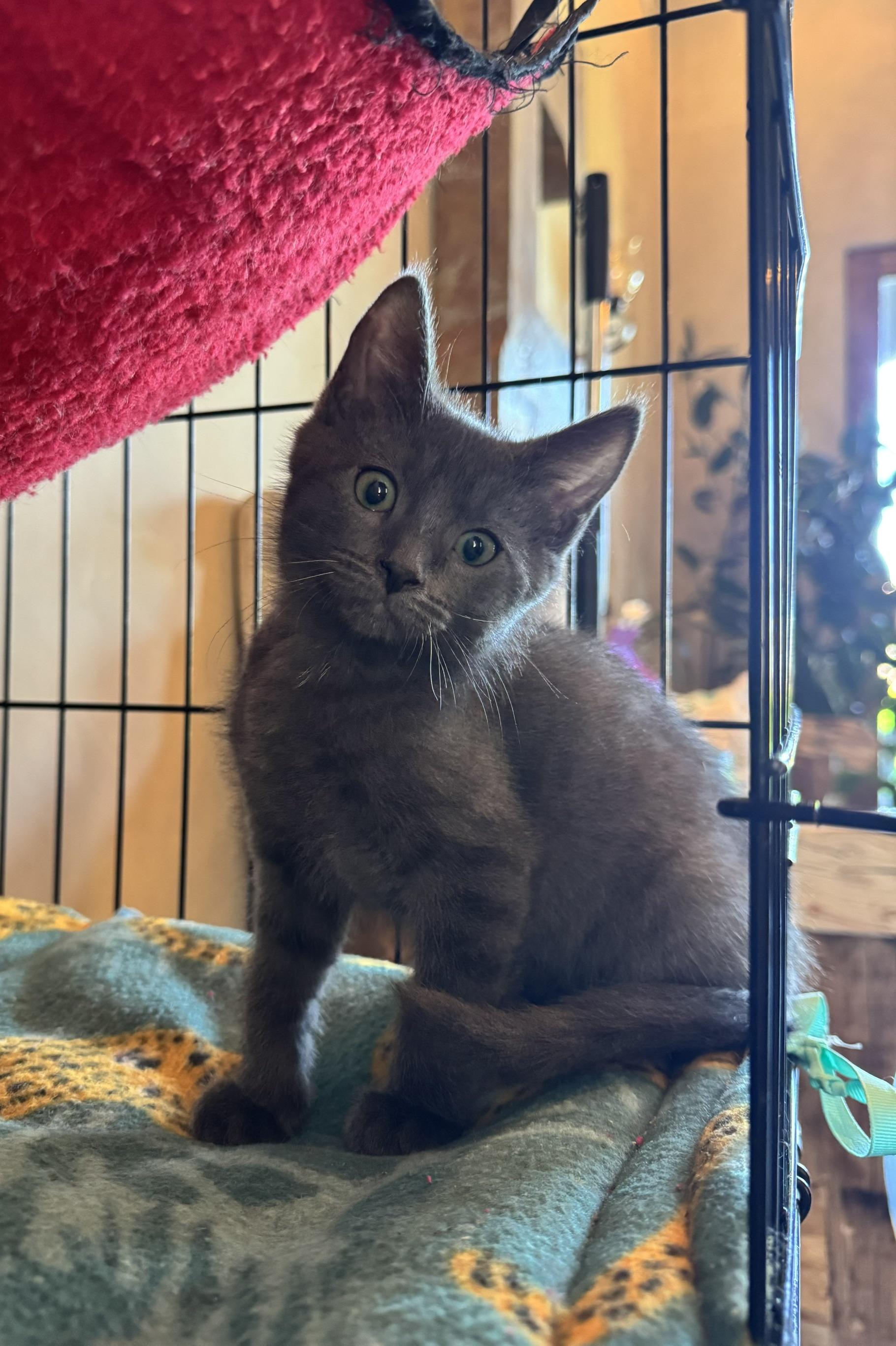 Silverado, a ADOPTABLE mixed breed in Albuquerque, NM image 2/6