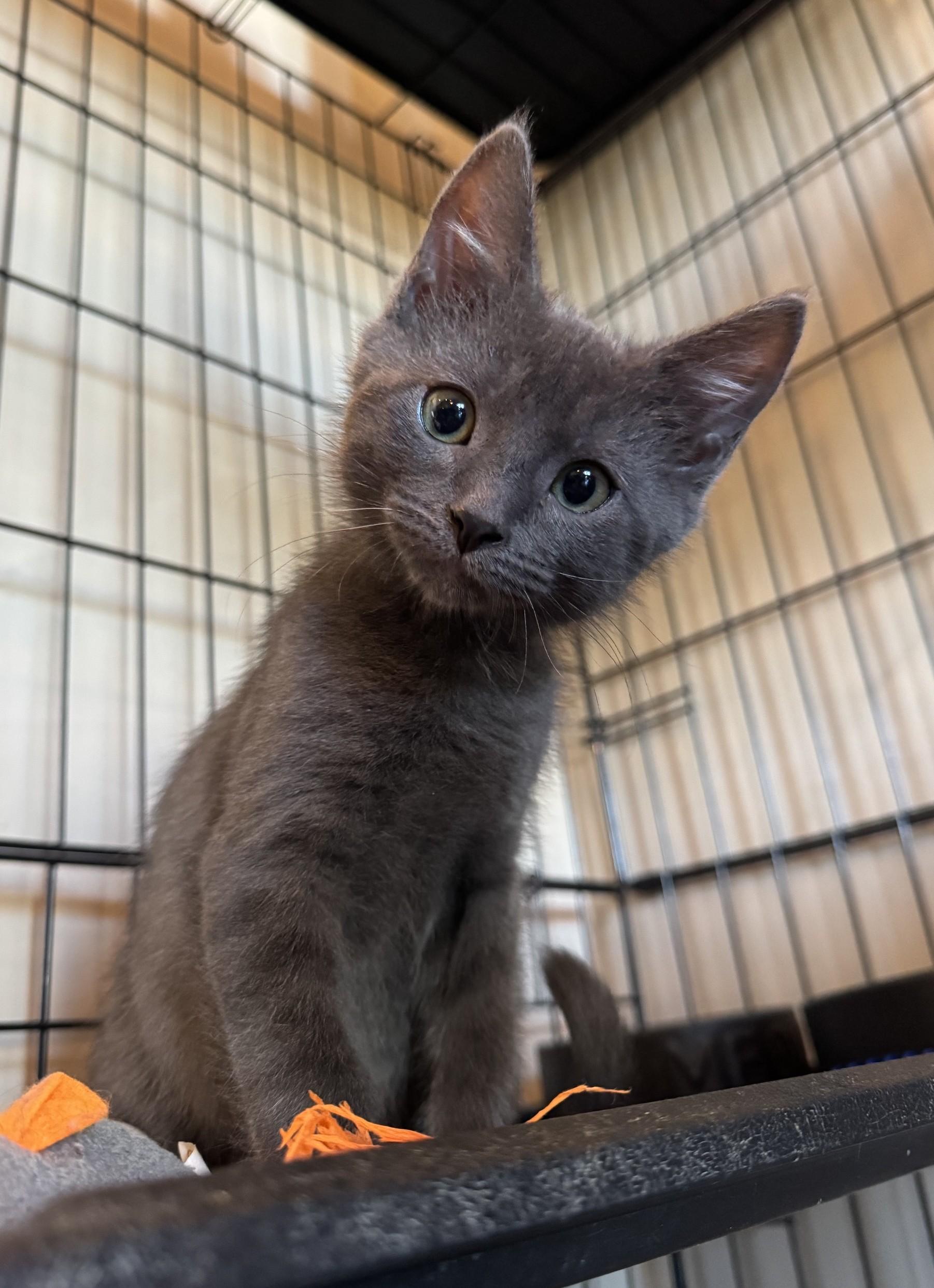 Silverado, ADOPTABLE, Kitten Male Domestic Short Hair.