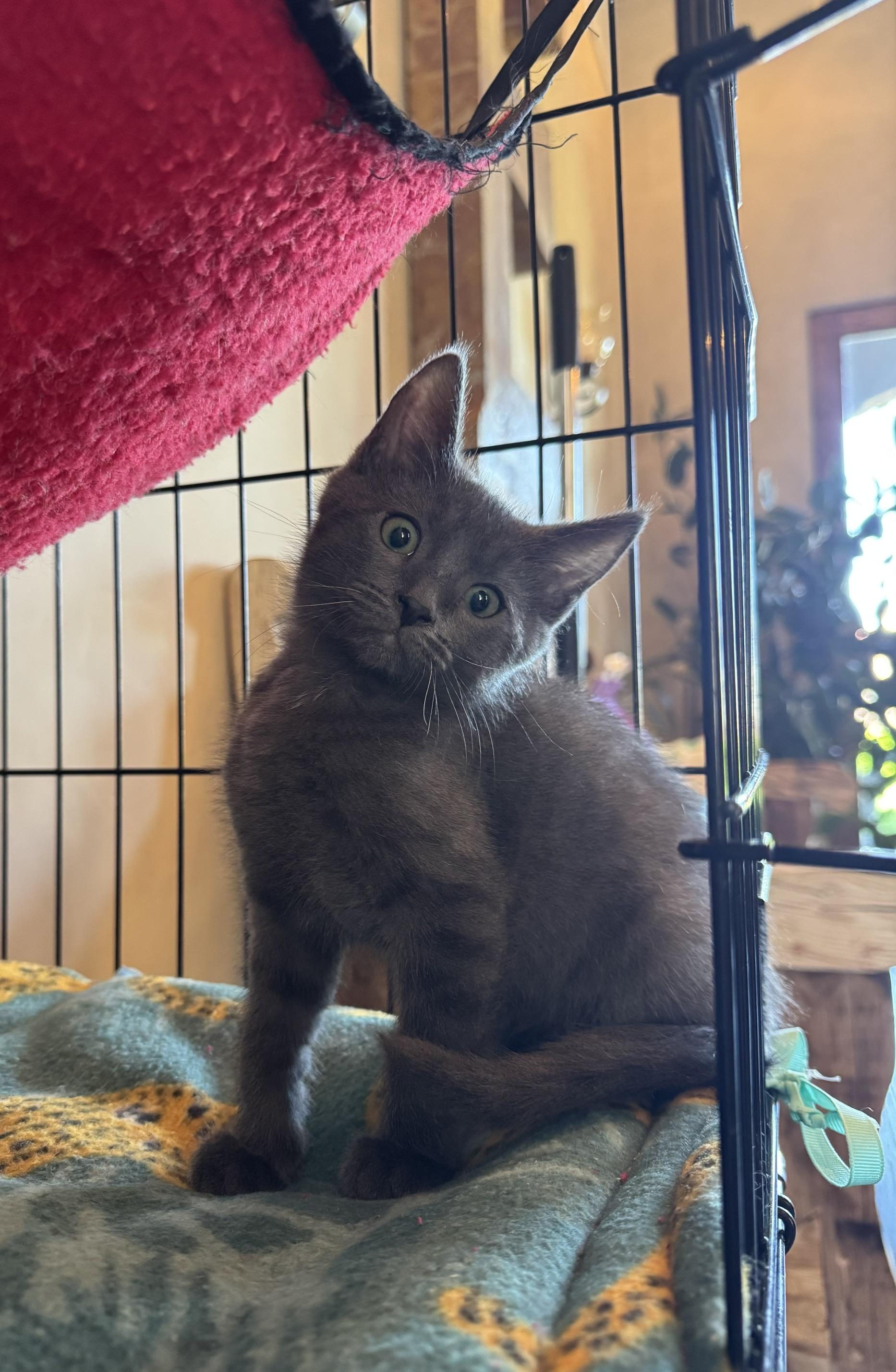 Silverado, a ADOPTABLE mixed breed in Albuquerque, NM image 5/6
