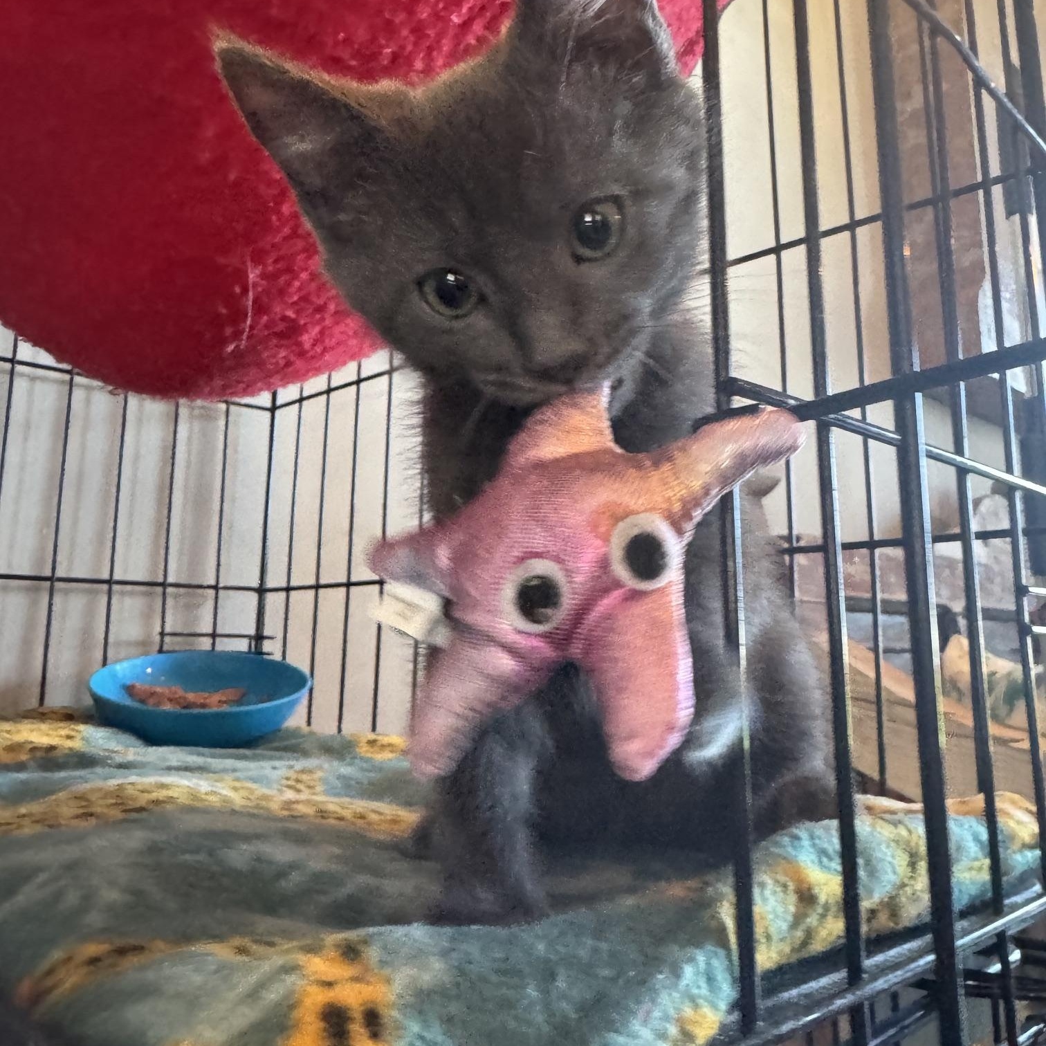 Silverado, a ADOPTABLE mixed breed in Albuquerque, NM image 3/6