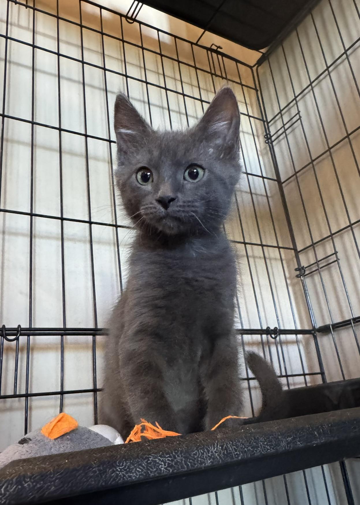 Silverado, a ADOPTABLE mixed breed in Albuquerque, NM image 6/6