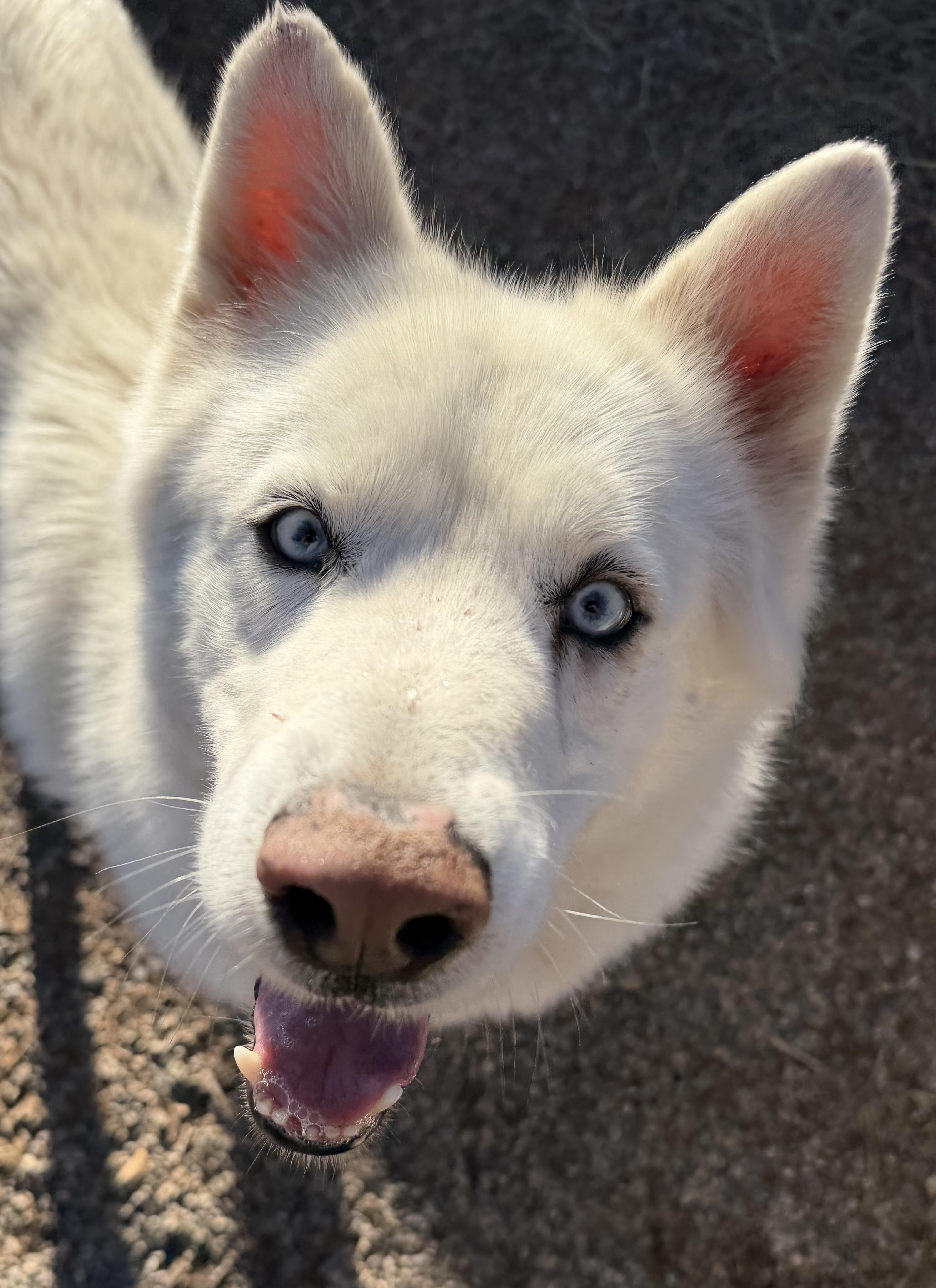 KY, Adoptable, Adult Female Husky.