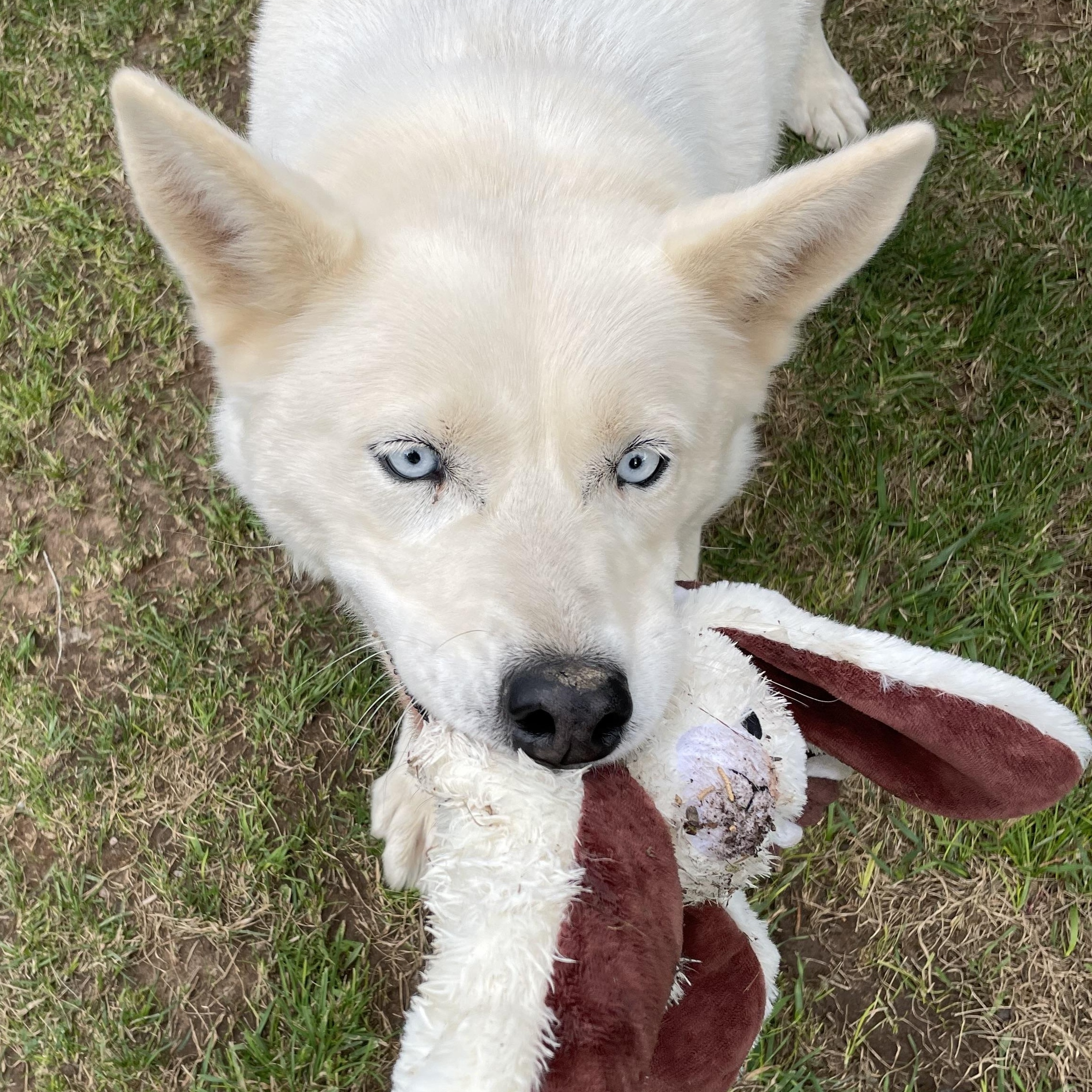 Enlarge KY, a Adoptable mixed breed in Durango, CO image 1/2