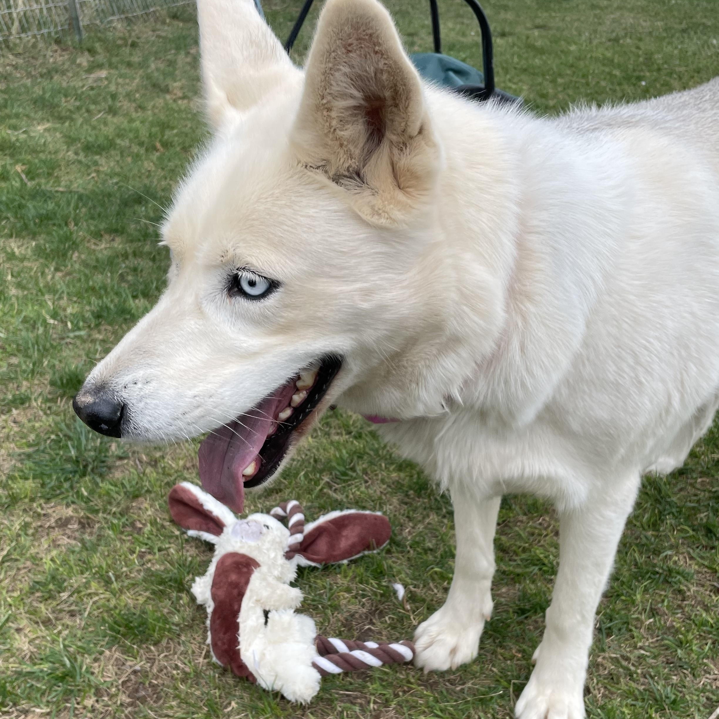 Enlarge KY, a Adoptable mixed breed in Durango, CO image 2/2