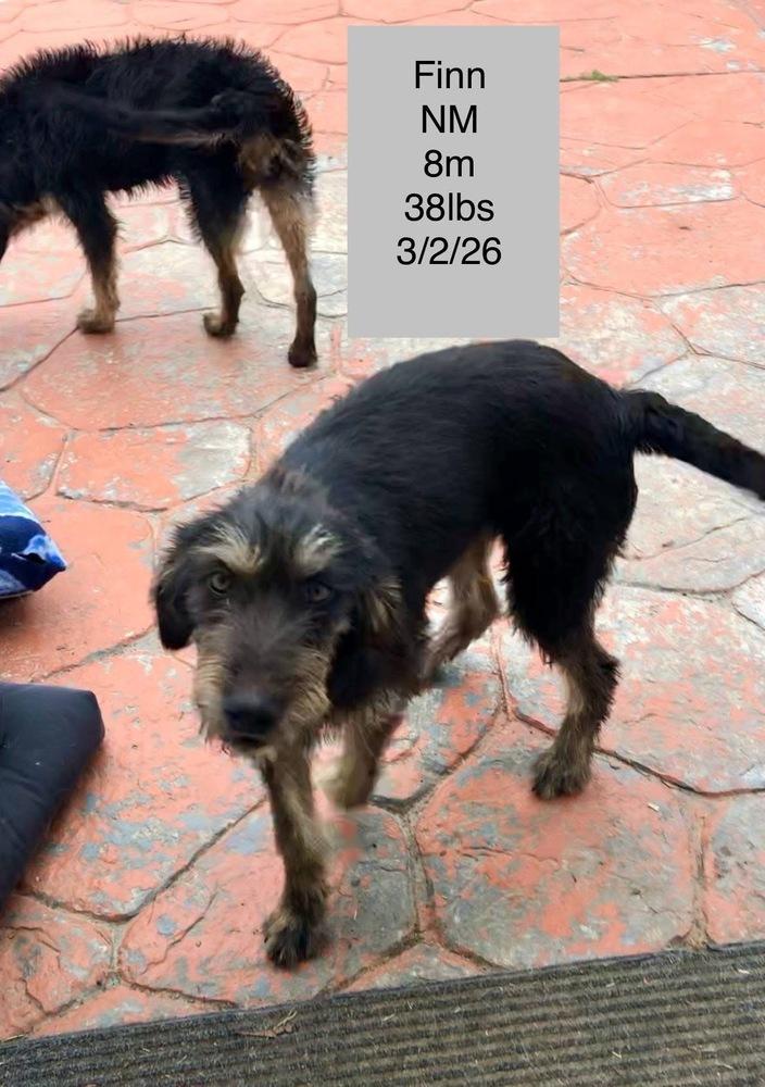 Finn, Adoptable, Puppy Male Mixed Breed.