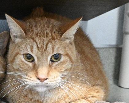 Enlarge Jack, a Adoptable Domestic Short Hair in West Seneca, NY image 1/2