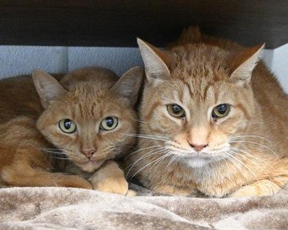 Enlarge Jack, a Adoptable Domestic Short Hair in West Seneca, NY image 2/2