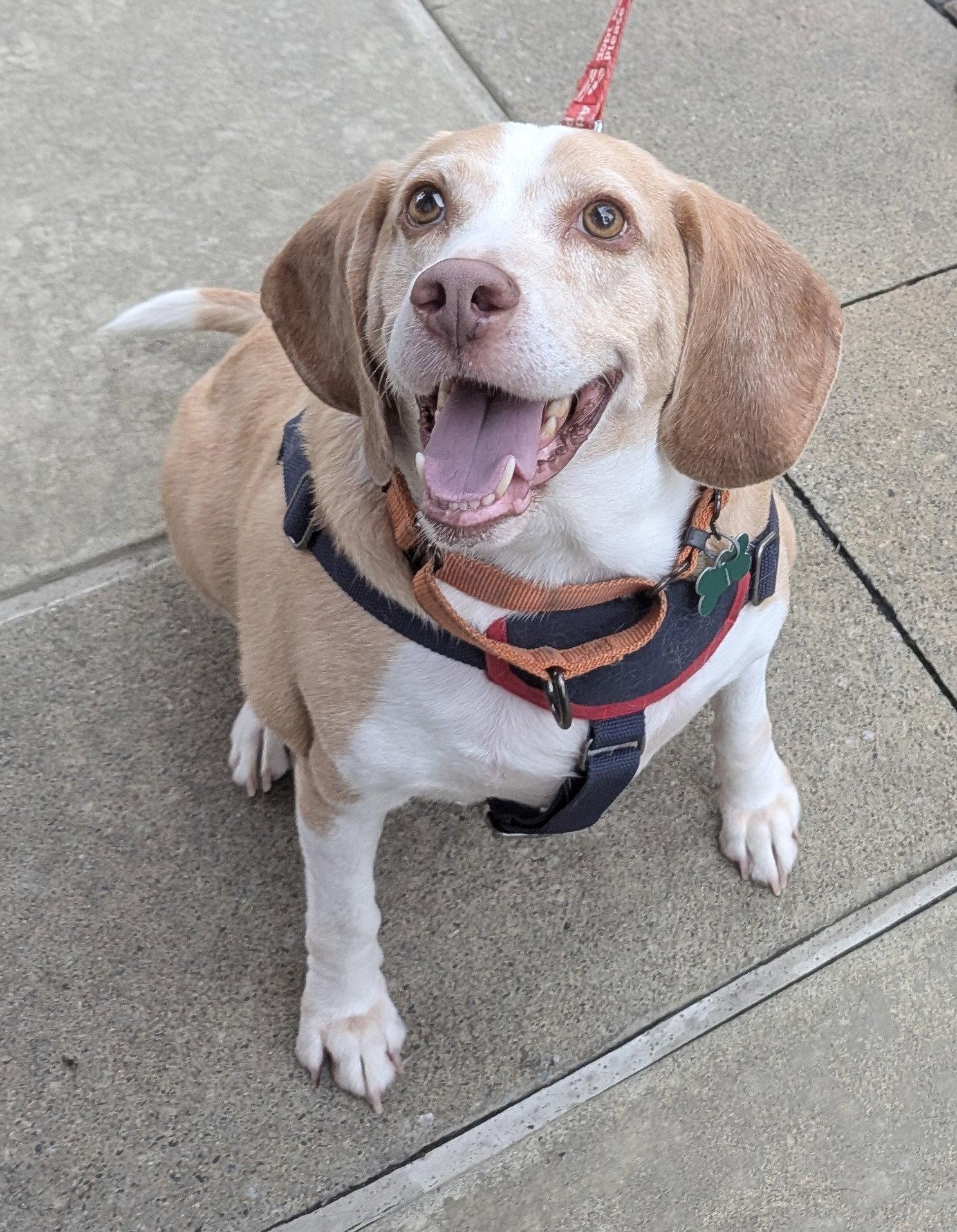 Legba, Adoptable, Adult Male Beagle & Hound.