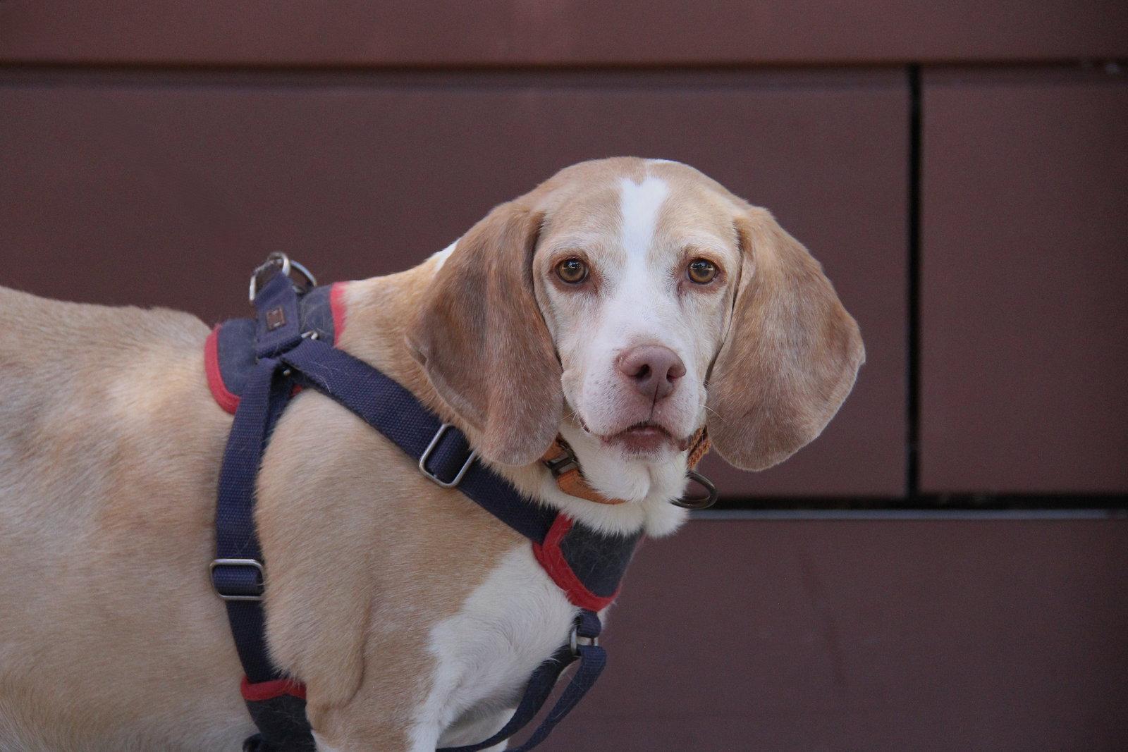 Enlarge Legba, a Adoptable mixed breed in Charlotte, NC image 1/3