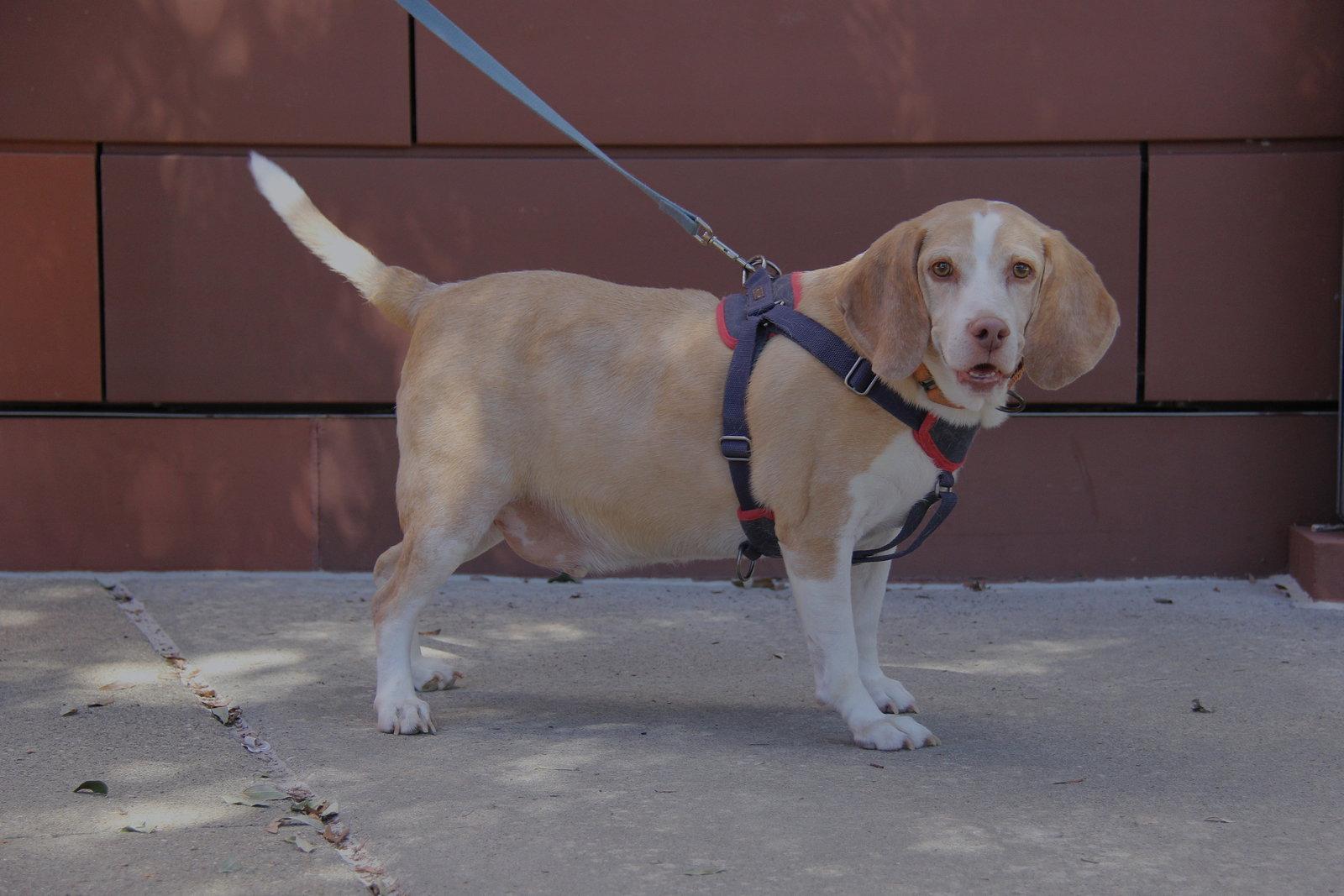 Enlarge Legba, a Adoptable mixed breed in Charlotte, NC image 2/3