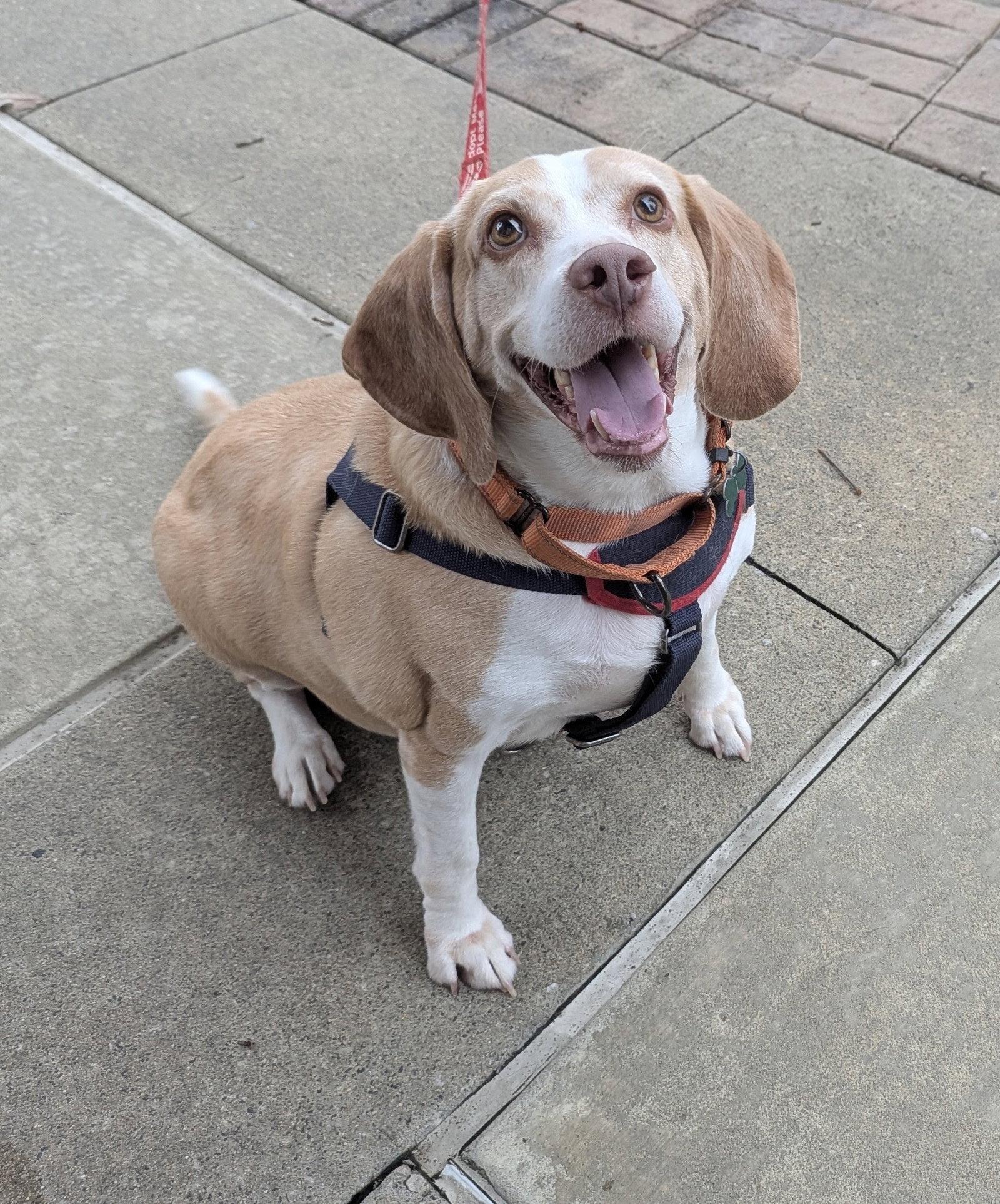 Legba, a Adoptable mixed breed in Charlotte, NC image 2/3