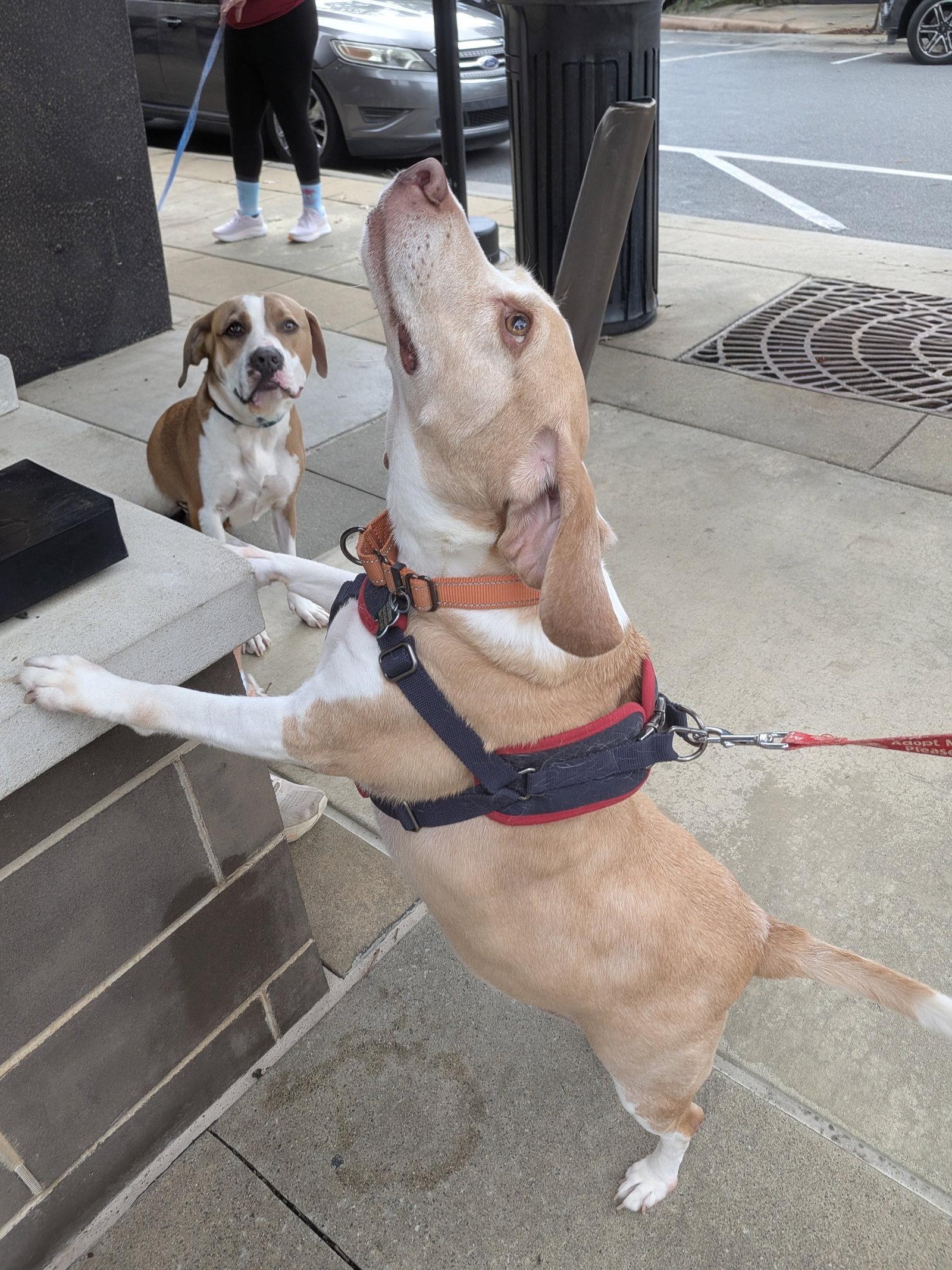 Legba, a Adoptable mixed breed in Charlotte, NC image 3/3