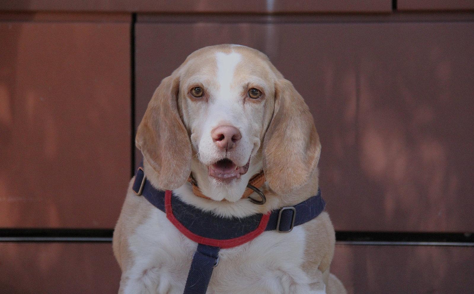 Enlarge Legba, a Adoptable mixed breed in Charlotte, NC image 3/3