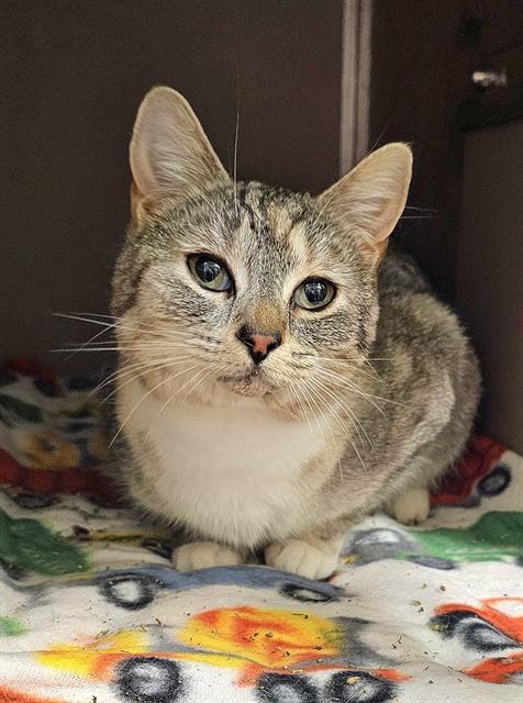 PEARLIE, Adoptable, Young Female Domestic Short Hair.