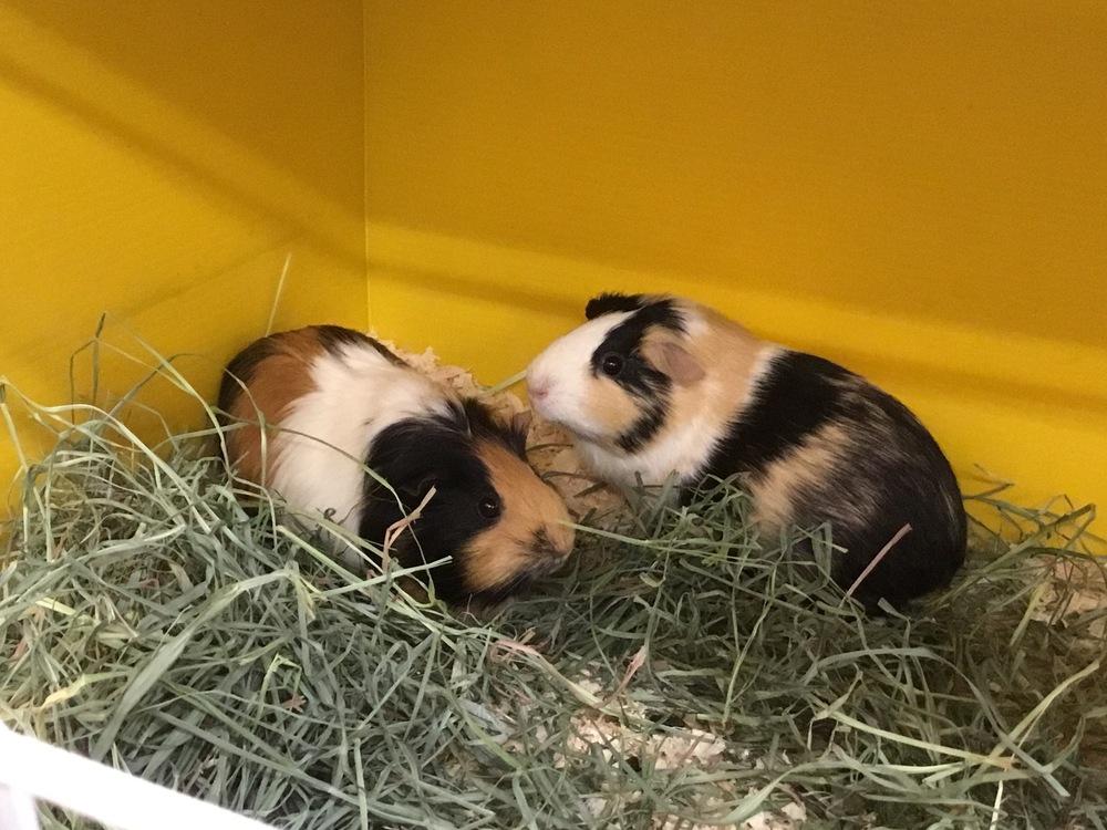 Kalinka ( Bonded to Art Walk), Adoptable, Adult Female Guinea Pig.