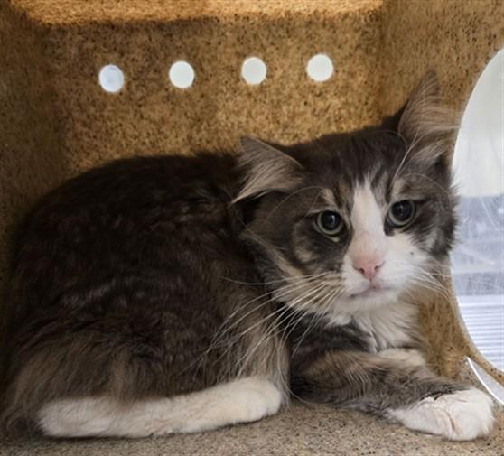 Enlarge MERLIN, a Adoptable Domestic Medium Hair in Lancaster, CA image 1/1