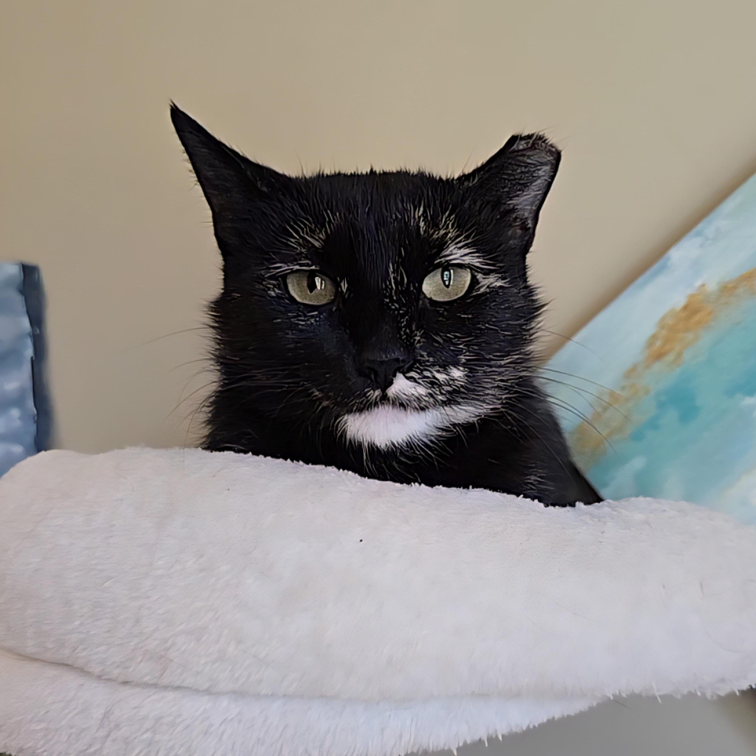 Tortellini, a Adoptable mixed breed in Big Lake, MN image 3/5