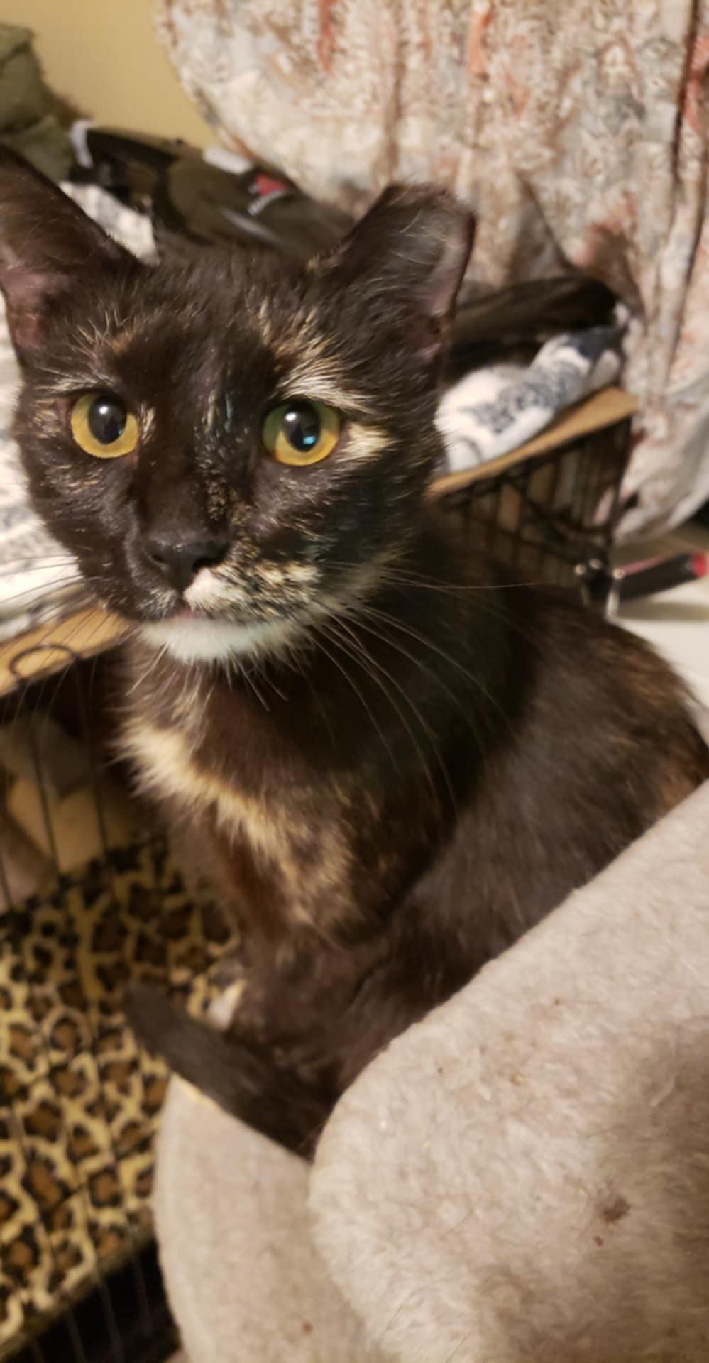 Tortellini, a Adoptable mixed breed in Big Lake, MN image 4/5