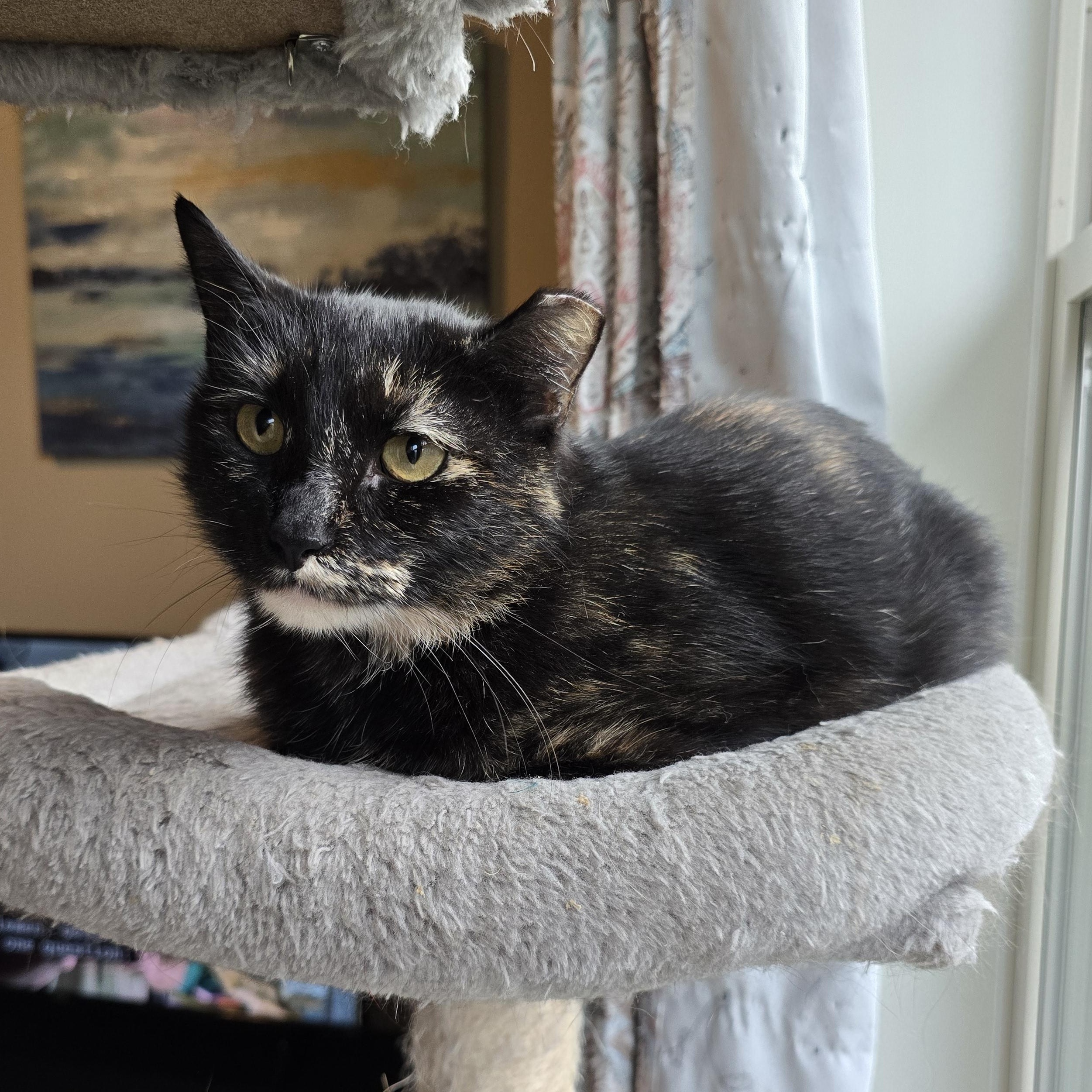 Tortellini, a Adoptable mixed breed in Big Lake, MN image 1/5