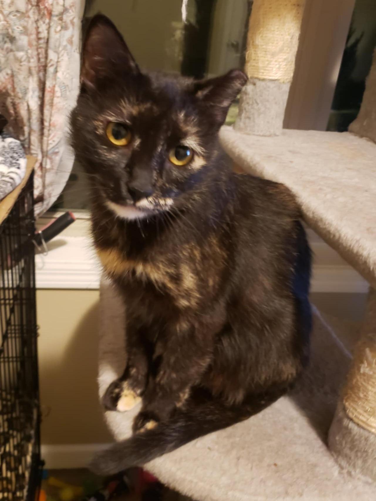 Tortellini, a Adoptable mixed breed in Big Lake, MN image 5/5