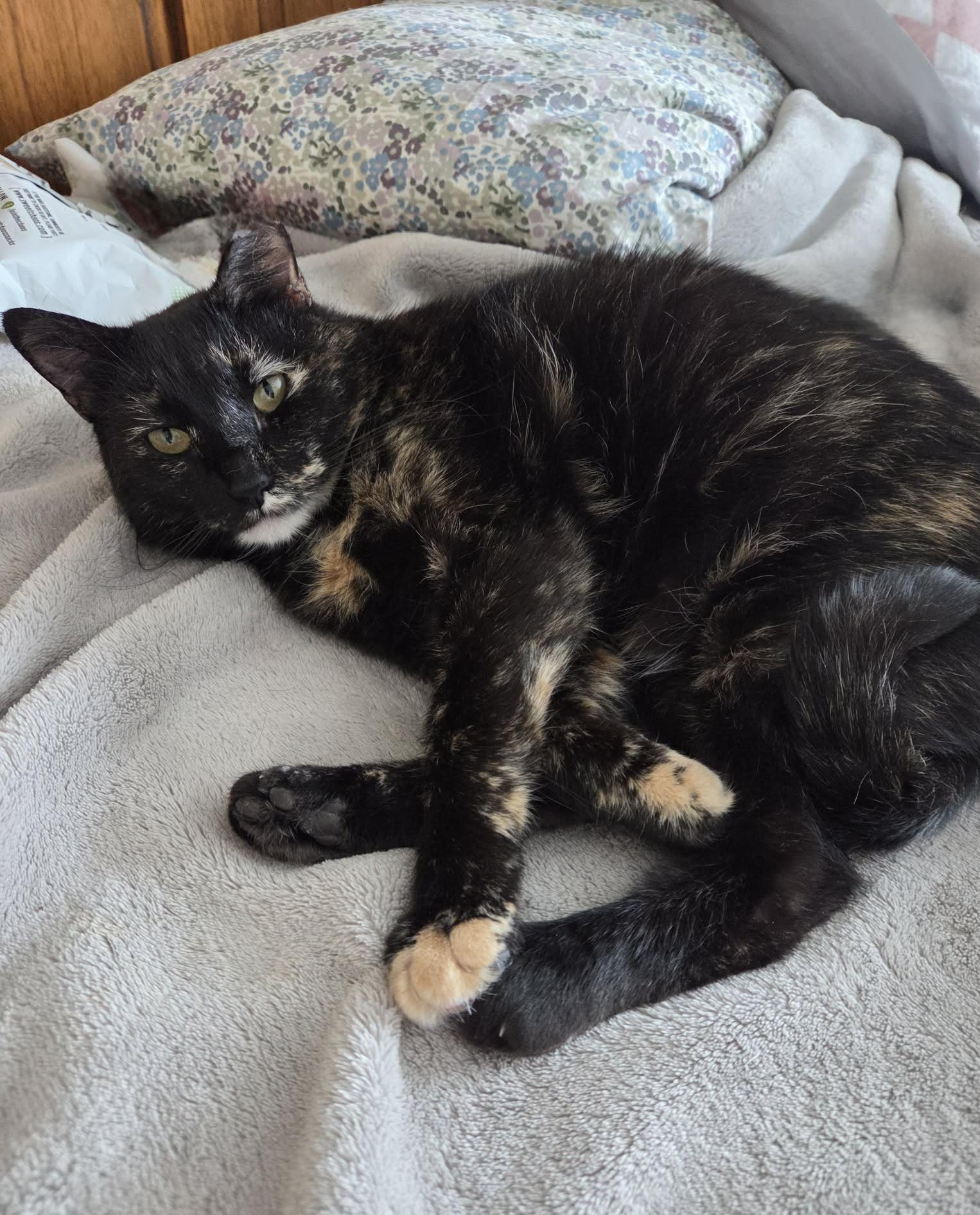 Enlarge Tortellini, a Adoptable mixed breed in Big Lake, MN image 1/6