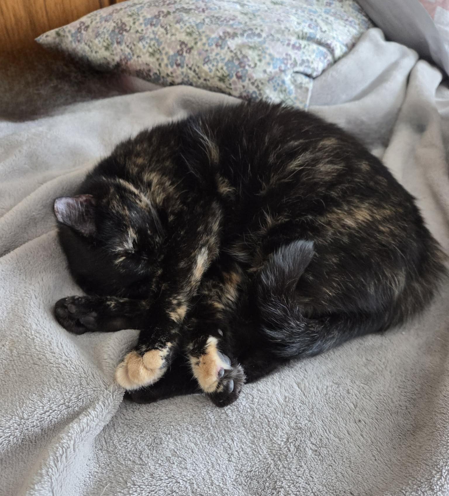 Enlarge Tortellini, a Adoptable mixed breed in Big Lake, MN image 5/6