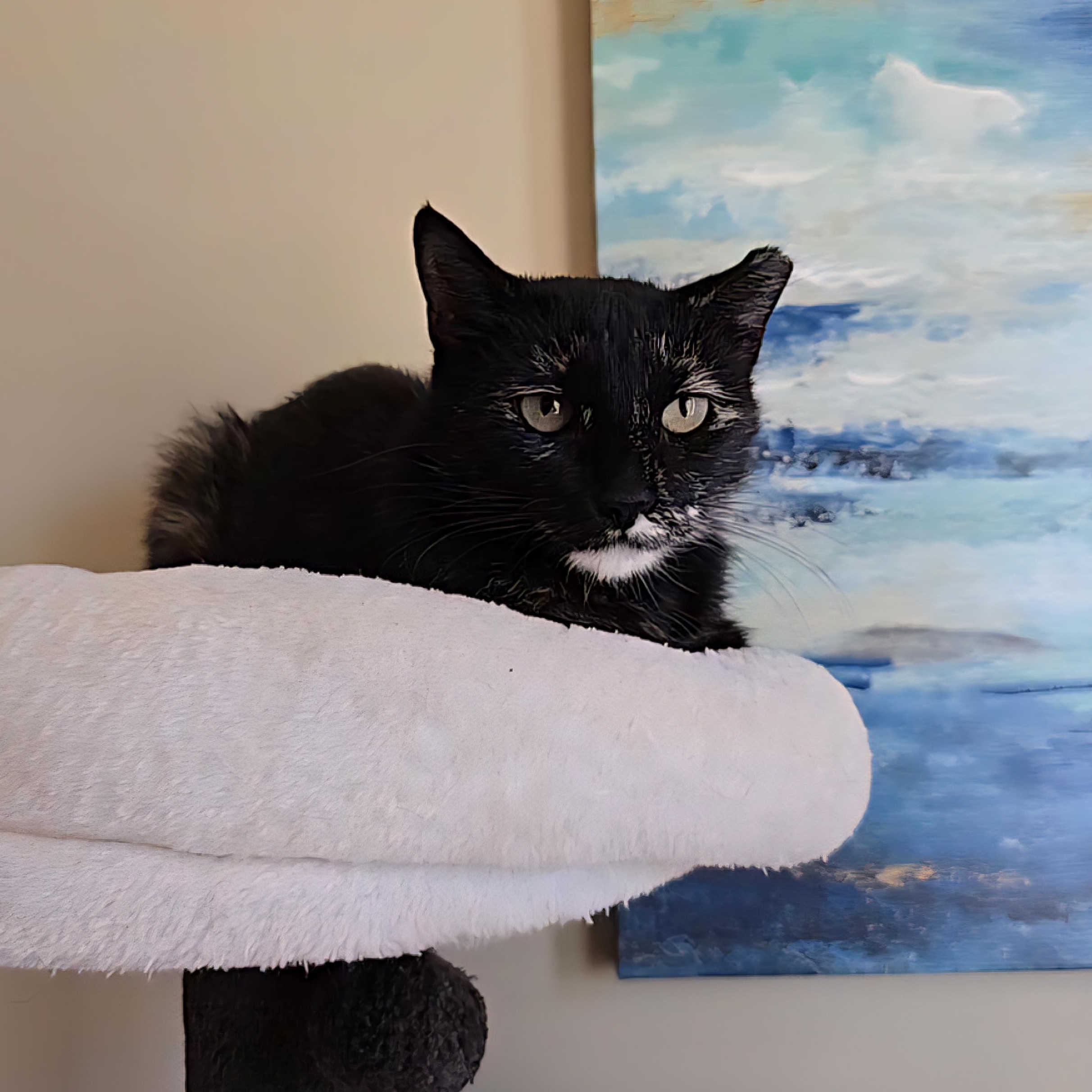 Tortellini, Adoptable, Adult Female Domestic Short Hair & Torbie.