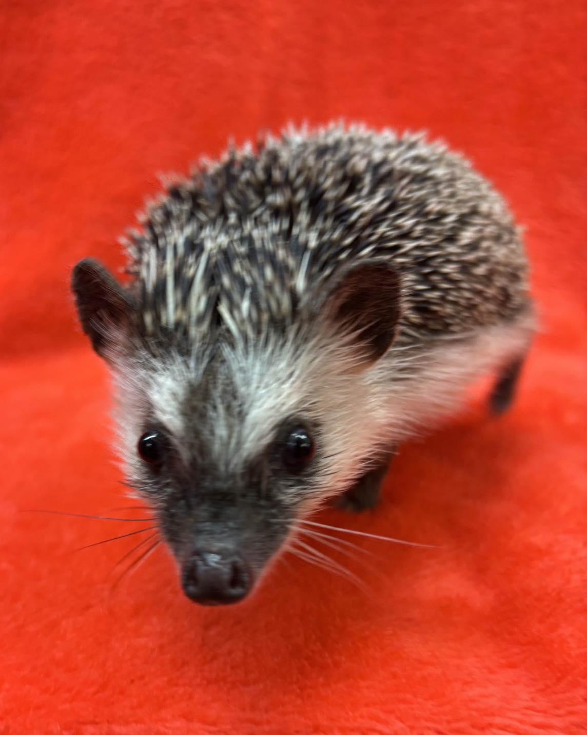 BADGER, ADOPTABLE, Adult Male Hedgehog.